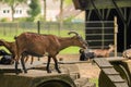 Goat Sticks Tongue out Saying Maaa