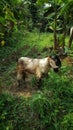 goat still waiting Royalty Free Stock Photo
