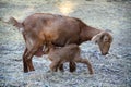 Goat suckling her calf outdoors