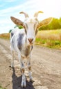 Goat in summer outdoors in nature