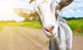 Goat in summer outdoors in nature Royalty Free Stock Photo