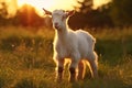 Goat sun grass farming landscape baby cute domestic green summer animals rural Royalty Free Stock Photo