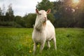 Goat in sunbeams and backlight sun on a summer day. Beautiful white male goat on a farm green grass field background Royalty Free Stock Photo