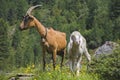 Goat and little lamb in the mountains of Tyrol