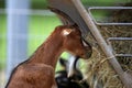 Goat takes out and chews hay from the feeder