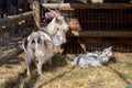 Goat with their babies, breast with their children Royalty Free Stock Photo