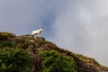 Irish Mountain Goat Royalty Free Stock Photo