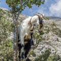 Goat on a tree. The goat eats. Greece