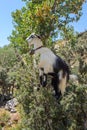 Goat on a tree. The goat eats. Greece