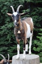 Goat on tree stump Royalty Free Stock Photo