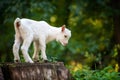 Goat on tree stump Royalty Free Stock Photo