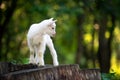 Goat on tree stump Royalty Free Stock Photo