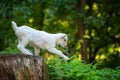 Goat on tree stump Royalty Free Stock Photo