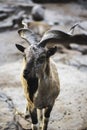 A goat with twisted horns Royalty Free Stock Photo