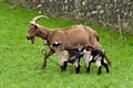 Goat with two babies Royalty Free Stock Photo