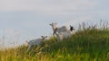 Goat and Two Goats Graze on the Slope of the Hill Royalty Free Stock Photo