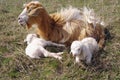 Goat with two newborn kids on meadow