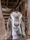 This goat is a typical Indonesian goat 