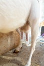 Goat udder with milking liner. Milking Machine Suction Tube on Goat Udder. Close up