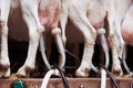 Goat udders, shot from back Royalty Free Stock Photo