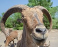 Goat under a tree animal, nature, tree, mammal wild forest