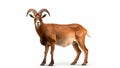 Goat Urial isolated on white background. generative ai