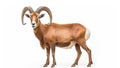 Goat Urial isolated on white background. generative ai