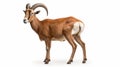 Goat Urial isolated on white background. generative ai