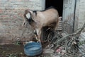 Goat urinating Royalty Free Stock Photo