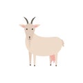 Goat vector flat illustration isolated on white background. Domestic animal. Farm animal goat cartoon character.