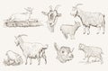 Goat vector hand drawn