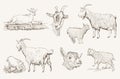 Goat vector hand drawn Royalty Free Stock Photo