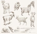 Goat vector hand drawn Royalty Free Stock Photo