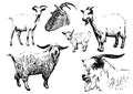 Goat vector illustrations