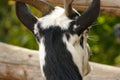 Goat view from the fence in the ZOO, PlzeÃË (Pilsen), Czech Republic (EU) Royalty Free Stock Photo