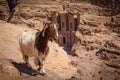 Goat on the viewpoint of Monastery in Petra city in Jordan