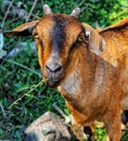 Goat village beautiful natural view Royalty Free Stock Photo