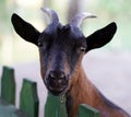 Goat in the Village Royalty Free Stock Photo