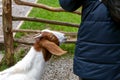 Goat waiting for feeding Royalty Free Stock Photo