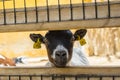 Goat Waiting to be Fed Royalty Free Stock Photo