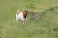 Goat walking in the farm field Royalty Free Stock Photo