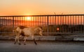 Goat walking at sunset Royalty Free Stock Photo