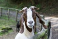 Goat watching around corral