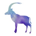 Goat watercolor art isolated. Vector