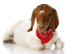 Goat wearing bandanna Royalty Free Stock Photo