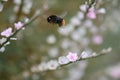 Goat weed, Atraphaxis billardieri, close-up pink-white flower and bumblebee