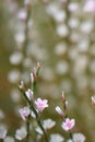 Goat weed, Atraphaxis billardieri, close-up pink-white flowers