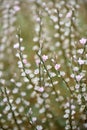 Goat weed, Atraphaxis billardieri, pink-white flowering shrublet Royalty Free Stock Photo