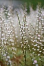 Goat weed, Atraphaxis billardieri, pink-white flowers on shrublet Royalty Free Stock Photo