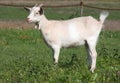 Goat white Royalty Free Stock Photo
